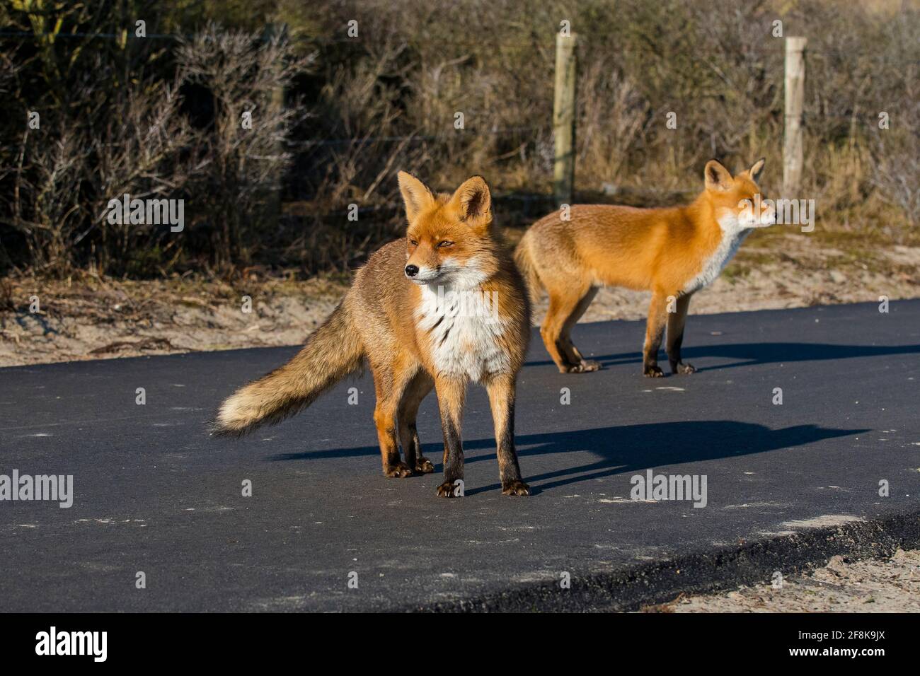 Deux renards rouges (Vulpes vulpes) marche sur un sentier cyclable dans les dunes Banque D'Images