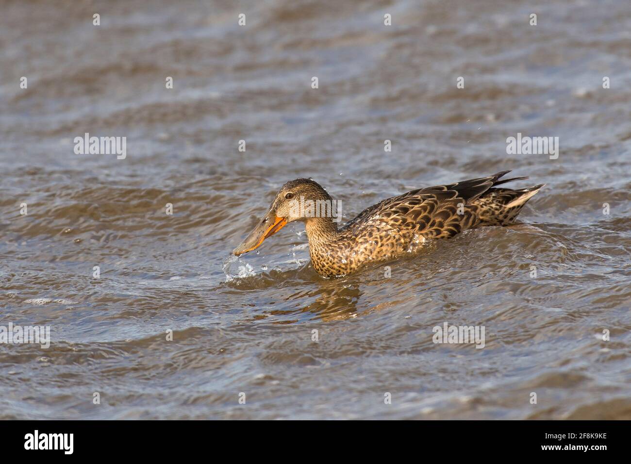 Pelle butte (spatule clypeata) femelle de canard nageant dans l'eau brute Banque D'Images
