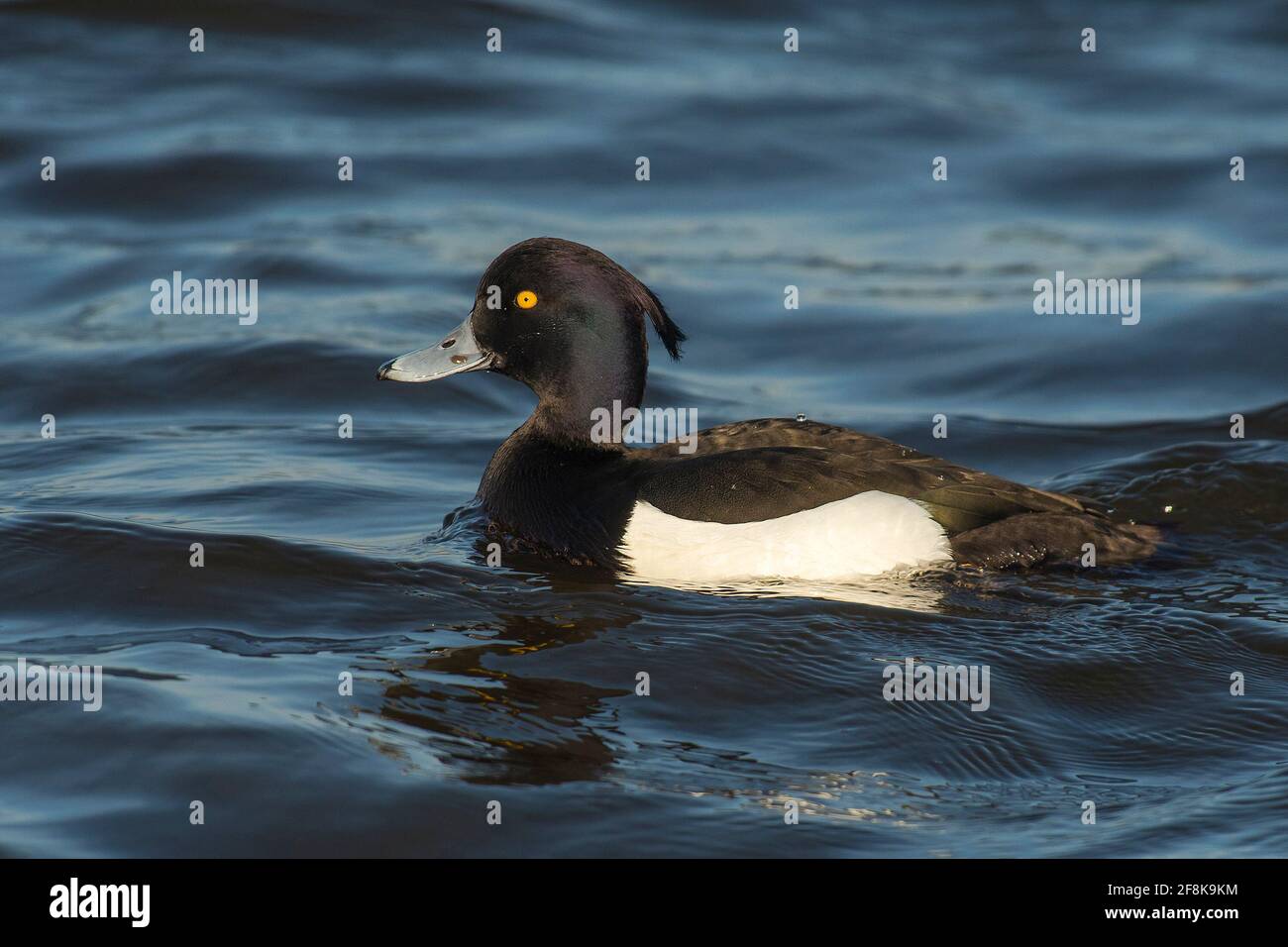 Canard touffeté (Aythya fuligula) drake nageant dans un lac Banque D'Images