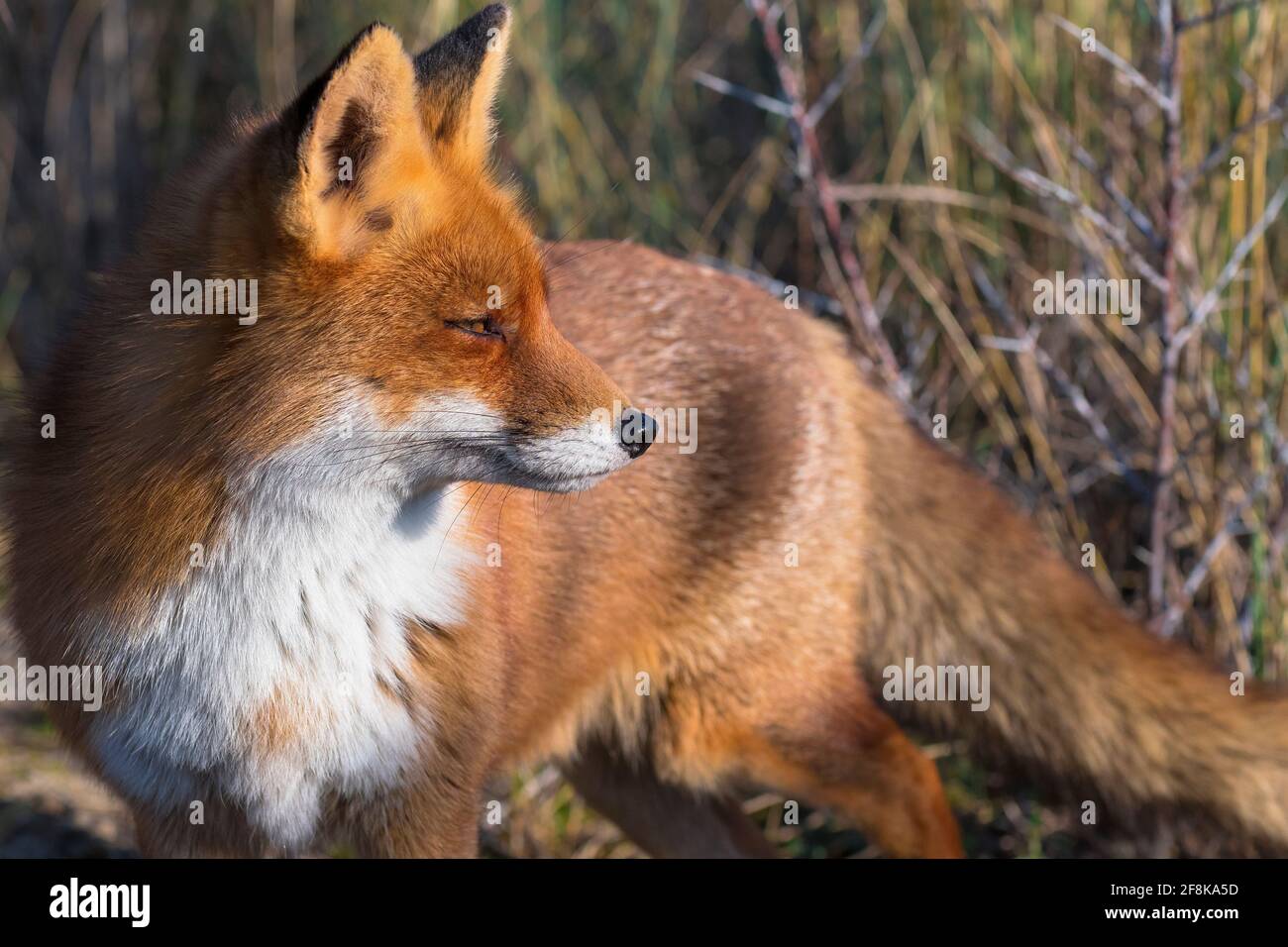 Renard rouge (Vulpes vulpes) debout dans le portrait des dunes Banque D'Images