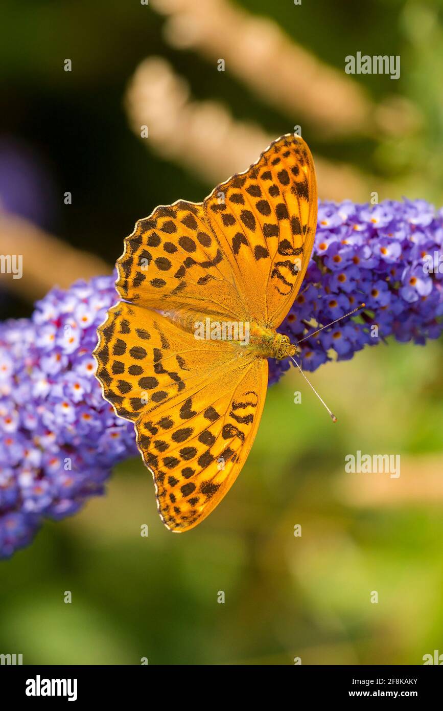 Fritary lavé à l'argent (Argynnis paphia) Alimentation femelle sur le nectar de Butterfly Bush (Buddleja davidi) Banque D'Images