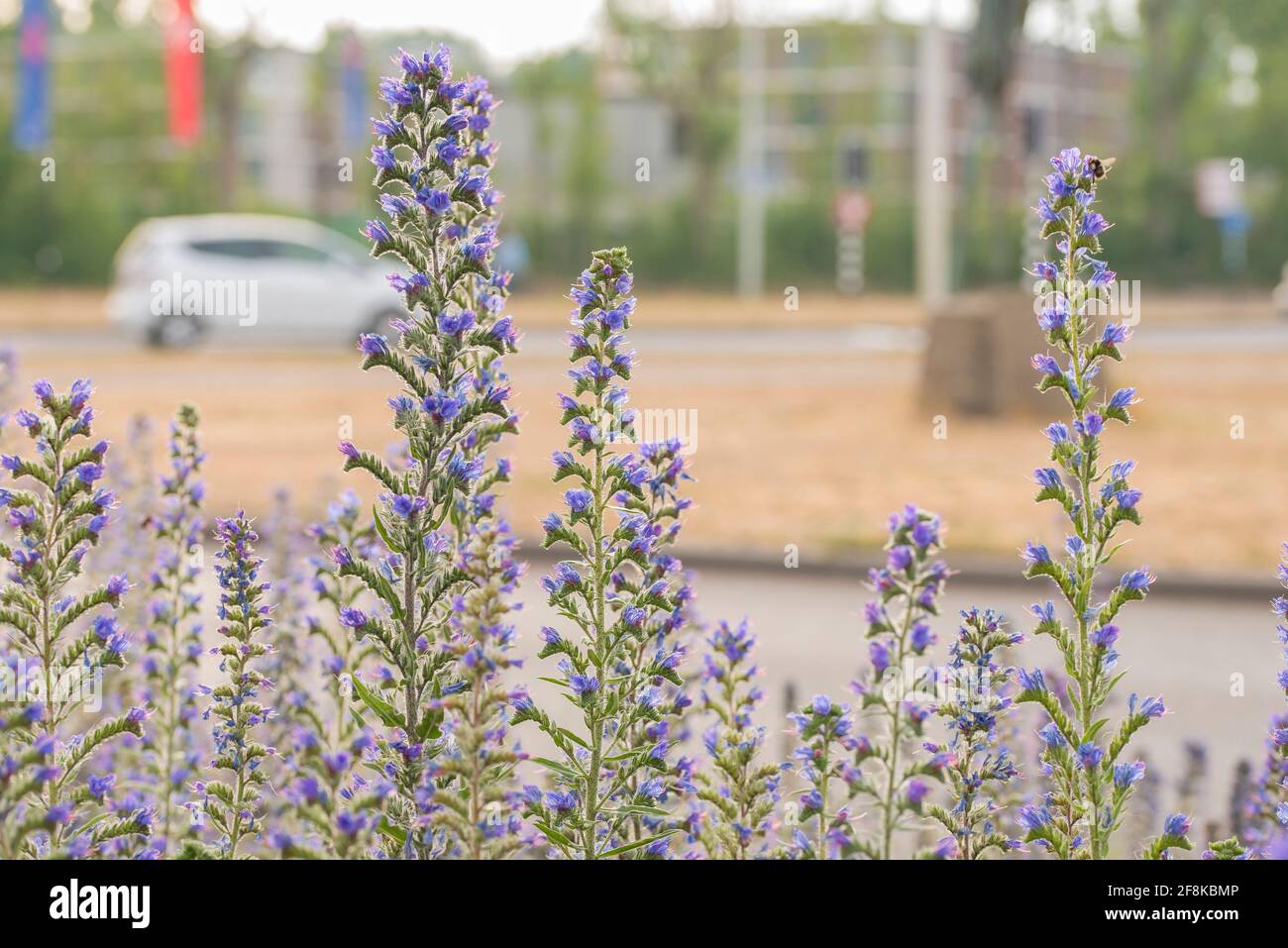 Bugloss de Viper (Echium vulgare) floraison de groupe au bord d'une route avec voiture en arrière-plan Banque D'Images