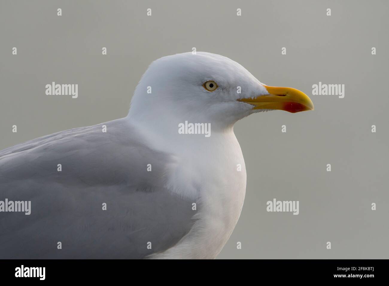 Goéland argenté européen (Larus argentatus) dans un portrait de port Banque D'Images
