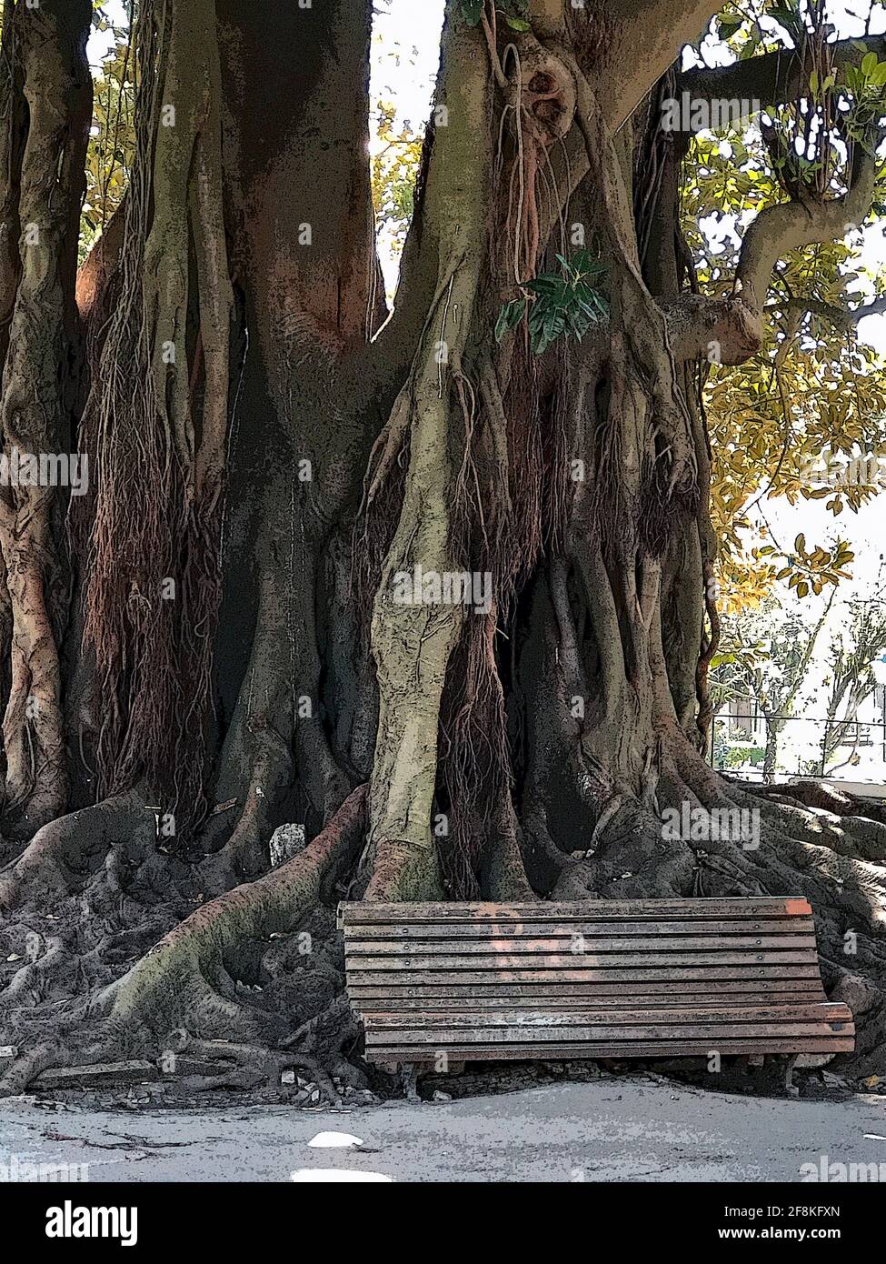 Banc devant les racines d'un arbre géant. Nom de l'arbre: Moreton Bay figue, Banyan australien, Ficus macrophylla. Nom du parc: Jardim da Estrela Banque D'Images