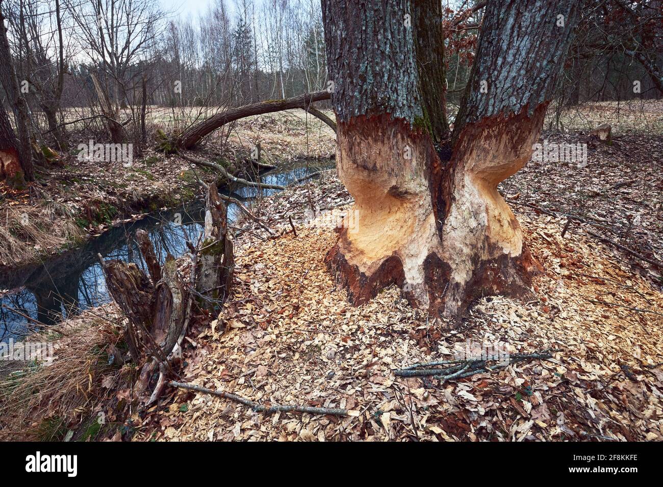Les dents du castor marquent un tronc d'arbre, arbre rongé par le castor sur la rive de la rivière. Banque D'Images