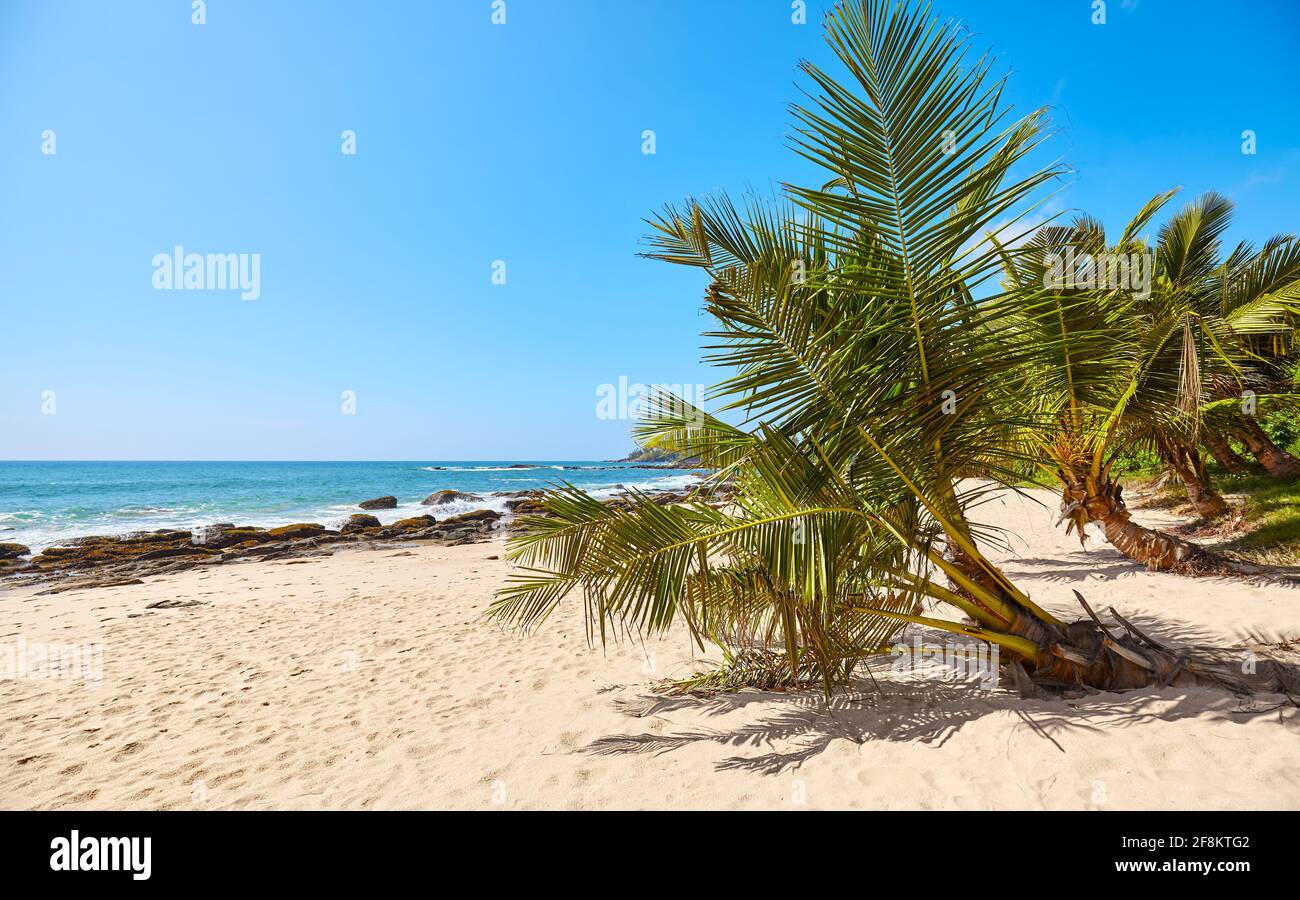 Palmiers sur une plage tropicale, concept de vacances d'été, Sri Lanka. Banque D'Images