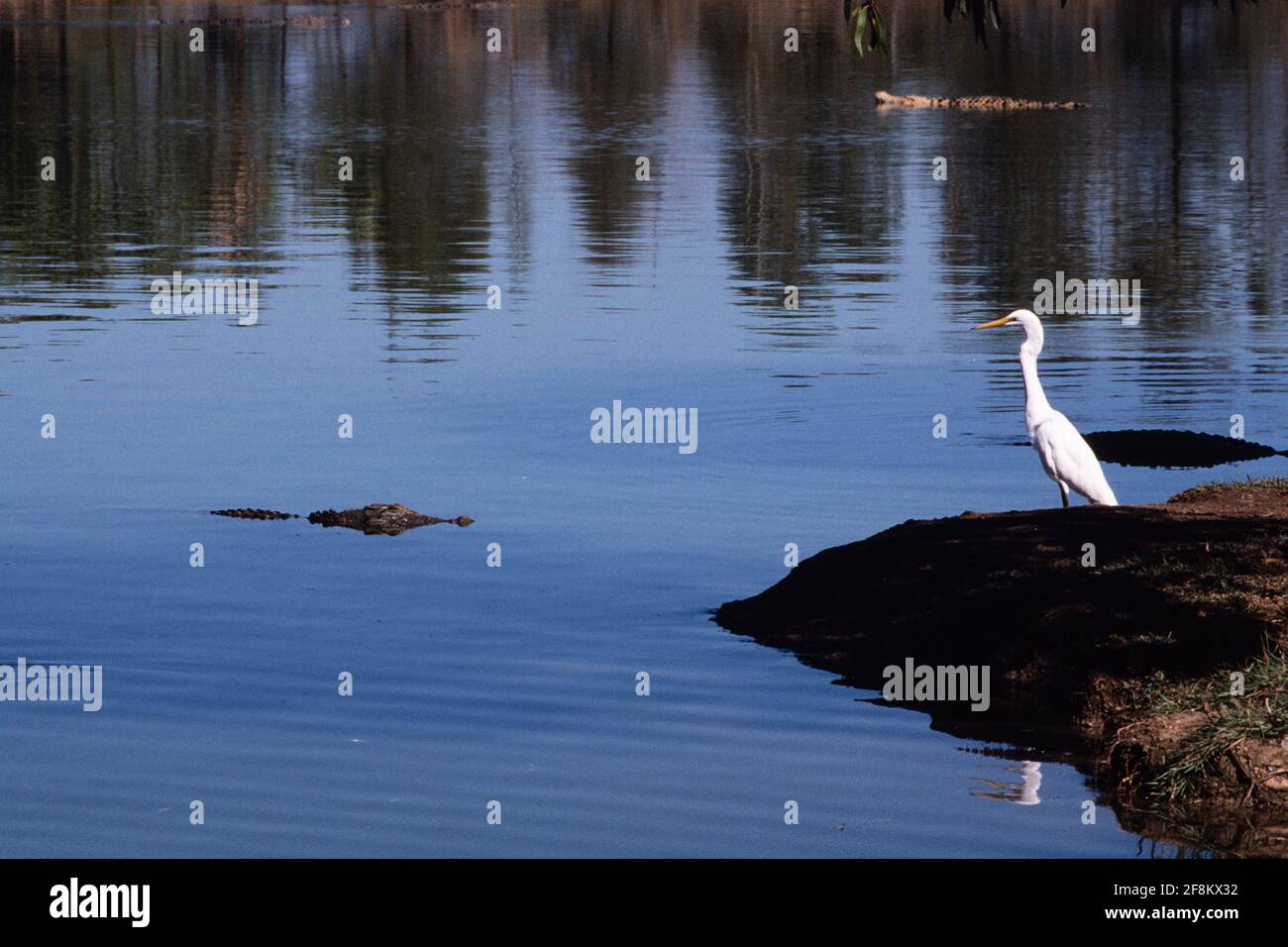 Un crocodile d'eau salée, Crocodylus porosus, observe un grand Egret de l'est sur la rive du lac dans le territoire du Nord, en Australie. Banque D'Images