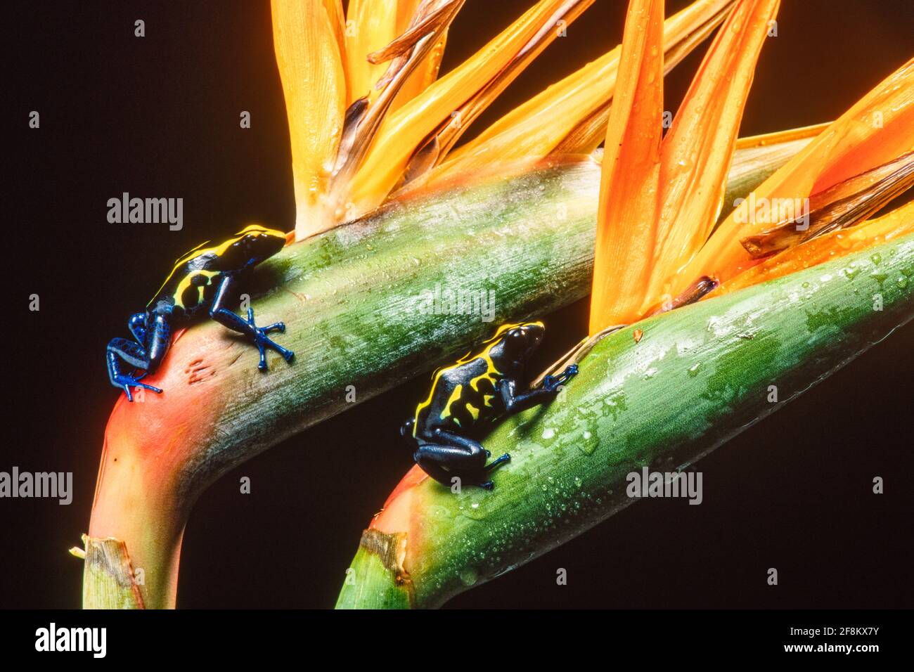 La Grenouille de teinture, Dendrobates tinctorius, se trouve dans les forêts tropicales humides du Guyana, du Suriname, de la Guyane française et du Brésil. Banque D'Images