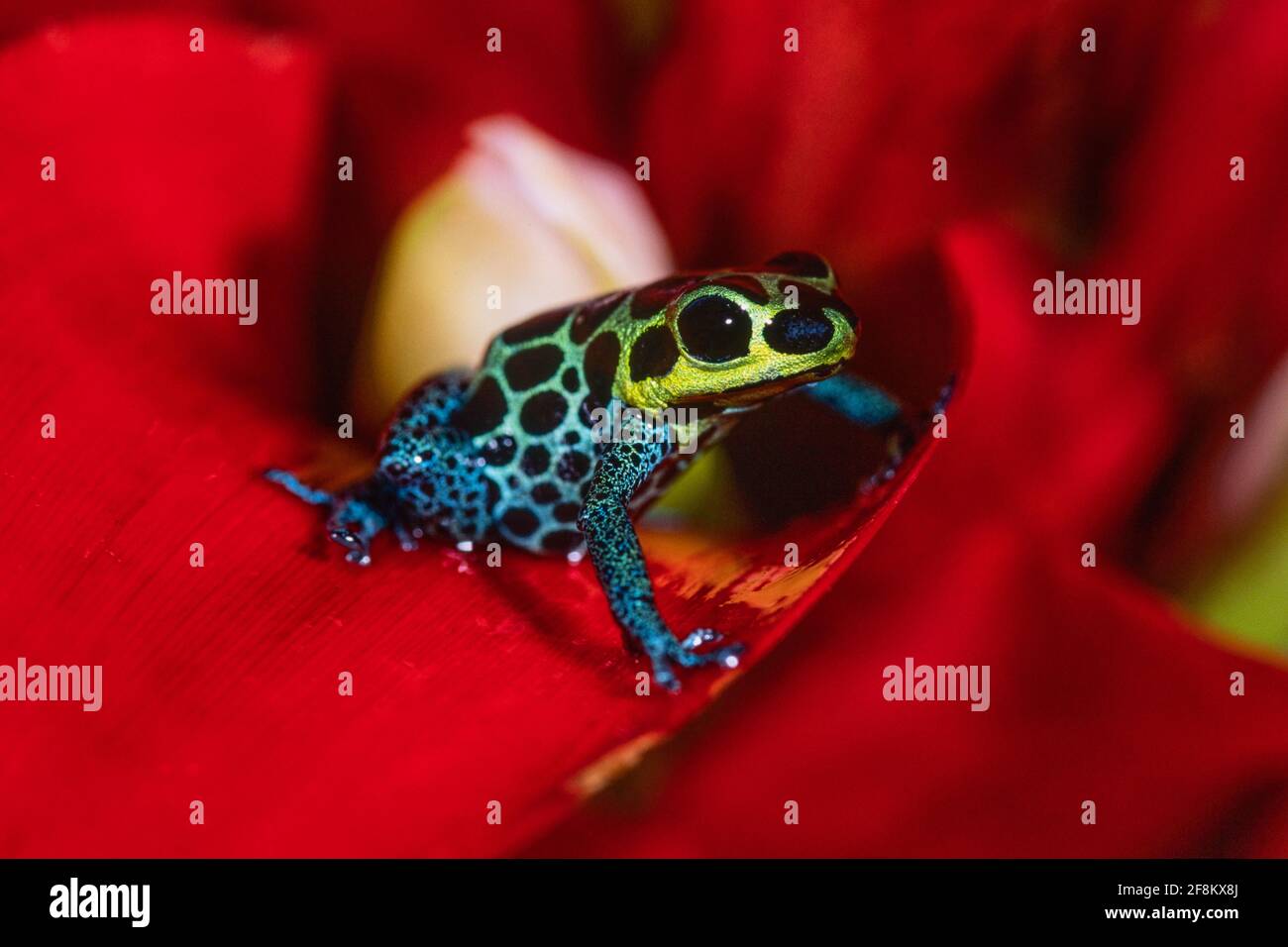 L'imitateur de poison, l'imitateur de Ranitomeya, anciennement imitateur de Dendrobates, est une minuscule grenouille empoisonnée que l'on trouve dans le Pérou amazonien. Banque D'Images