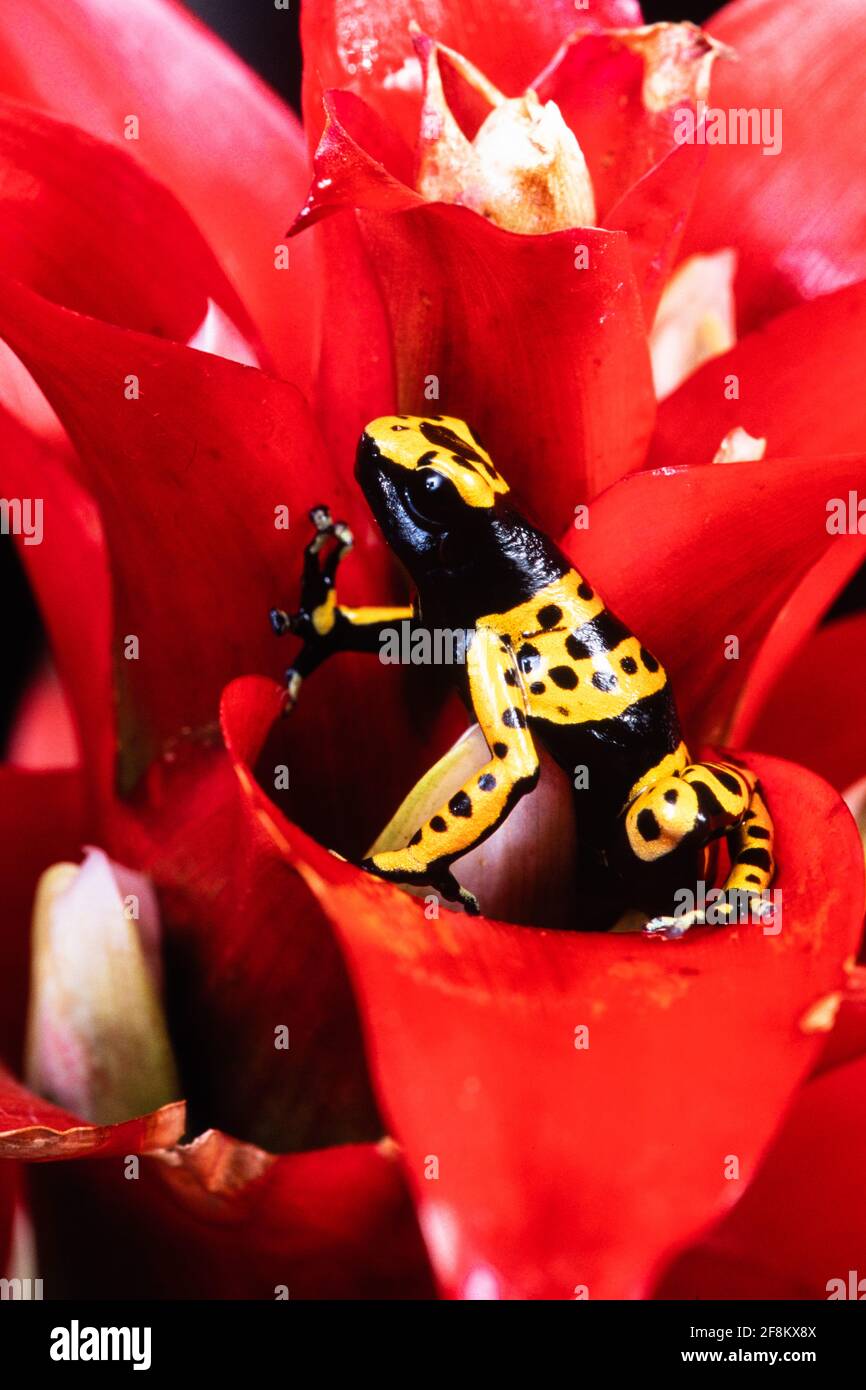 La Grenouille à bandes jaunes, Dendrobates leucomelas, se trouve dans les forêts tropicales humides du nord de l'Amérique du Sud, dans les pays de Venez Banque D'Images