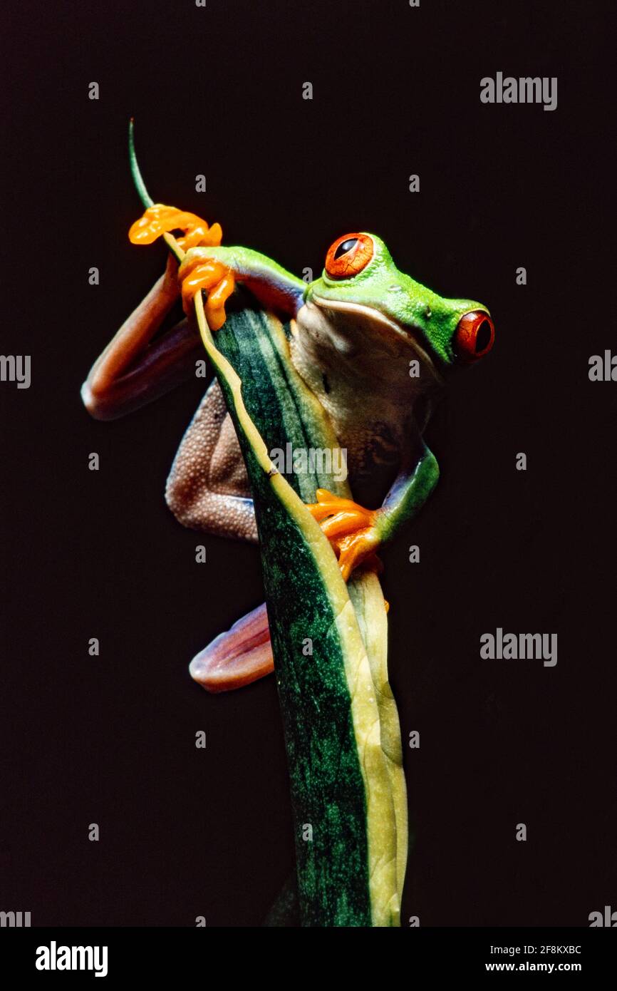 Une grenouille à yeux rouges, Agalychnis callidryas, sur une plante sansevieria. Ces grenouilles sont principalement nocturnes, dormant pendant la journée. Banque D'Images