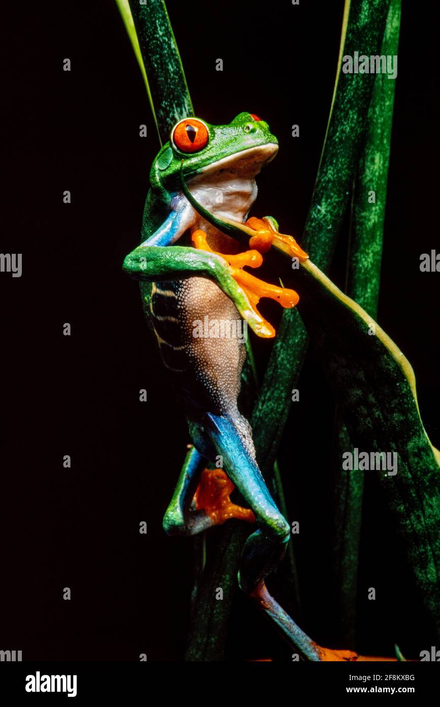Une grenouille à yeux rouges, Agalychnis callidryas, sur une plante sansevieria. Ces grenouilles sont principalement nocturnes, dormant pendant la journée. Banque D'Images