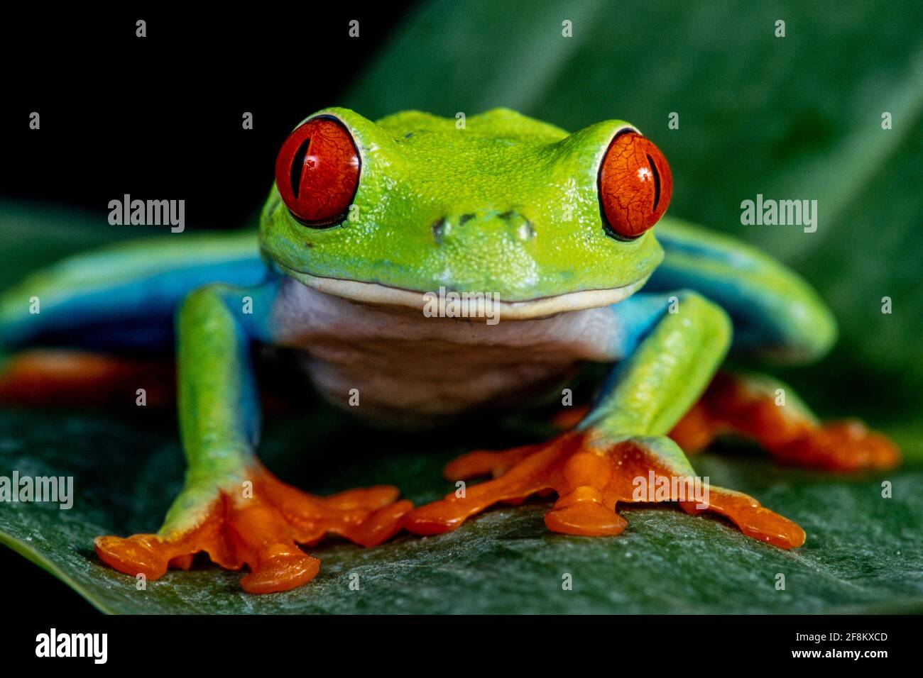 Une grenouille à yeux rouges, Agalychnis callidryas, sur une feuille. Ces grenouilles sont principalement nocturnes, dormant pendant la journée. Banque D'Images