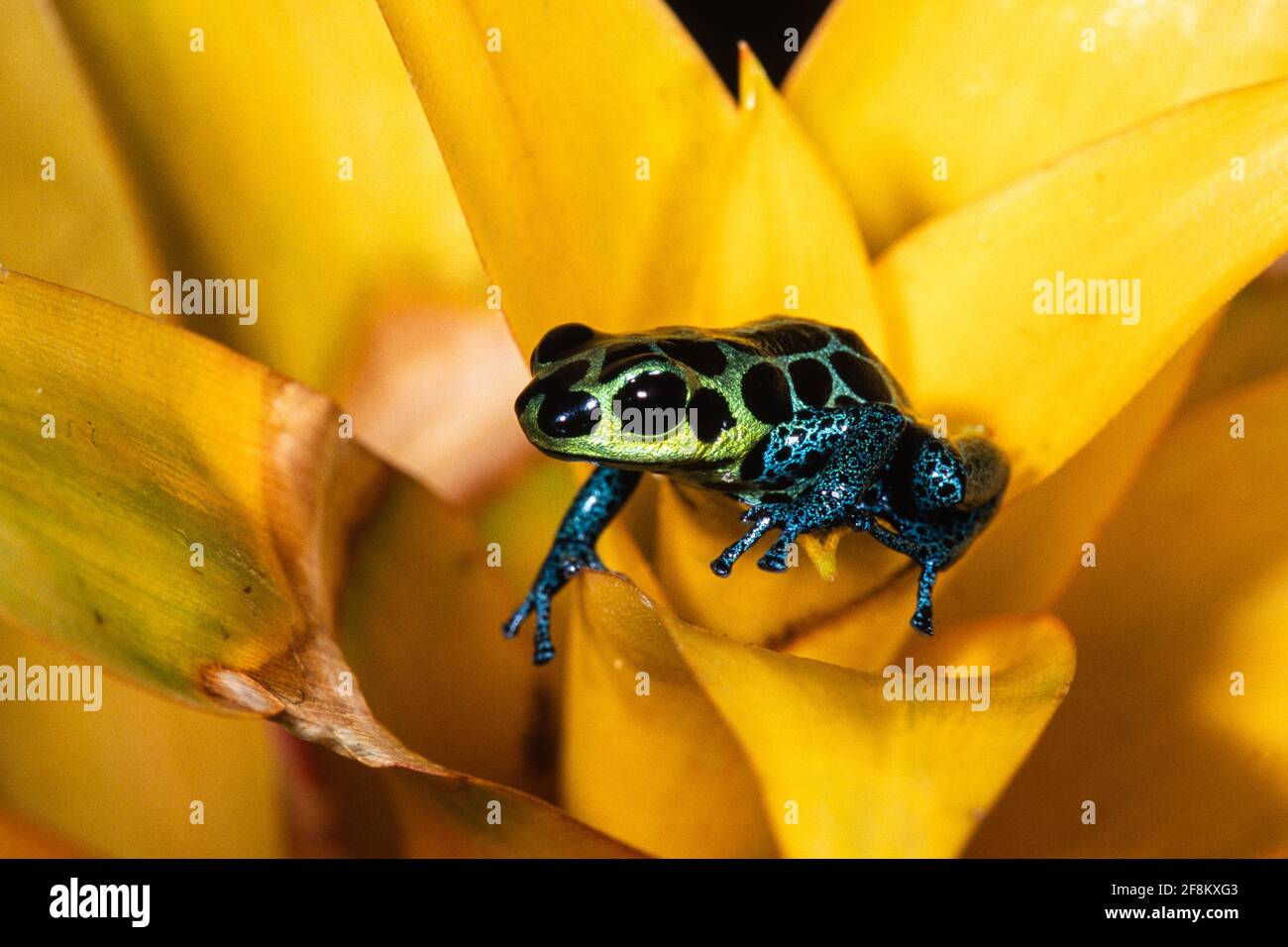 L'imitateur de poison, l'imitateur de Ranitomeya, anciennement imitateur de Dendrobates, est une minuscule grenouille empoisonnée que l'on trouve dans le Pérou amazonien. Banque D'Images