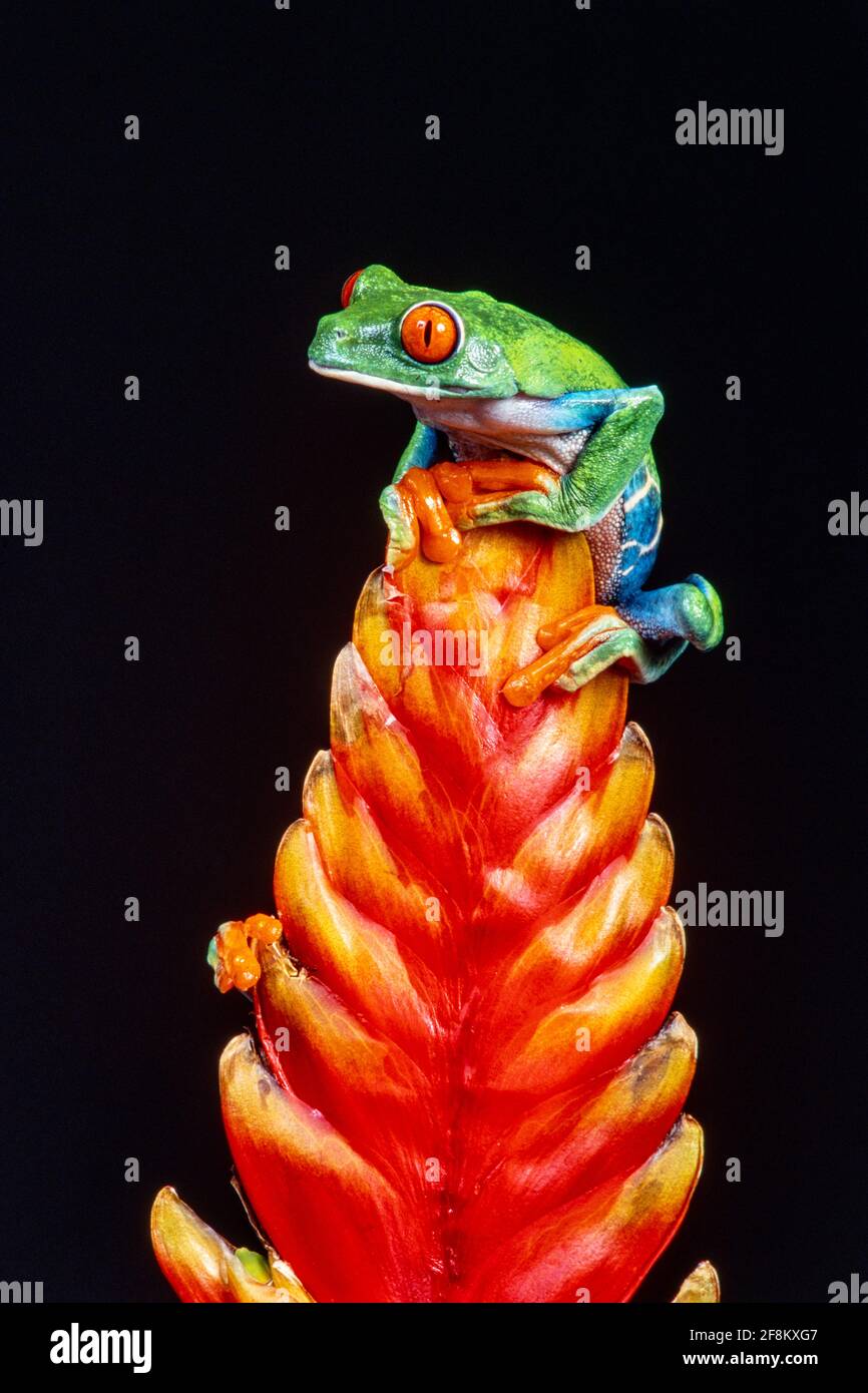 Une grenouille à yeux rouges, Agalychnis callidryas, sur une inflorescence de broméliade. Ces grenouilles sont principalement nocturnes, dormant pendant la journée. Banque D'Images