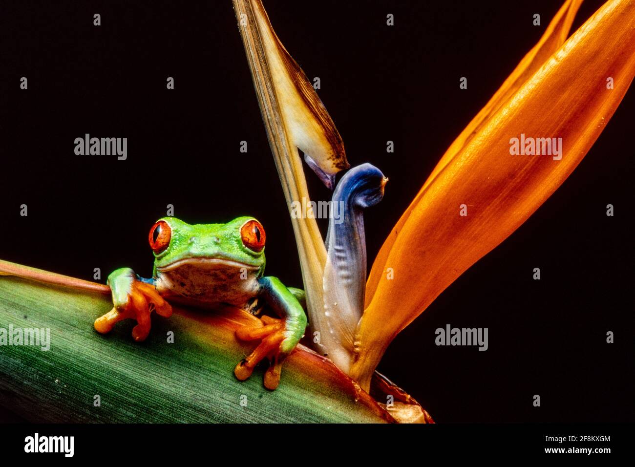 Une grenouille à yeux rouges, Agalychnis callidryas, grimpant sur une plante Bird of Paradise. Ces grenouilles sont principalement nocturnes, dormant pendant la journée. Banque D'Images