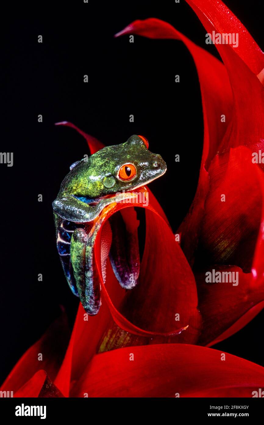 Une grenouille à yeux rouges, Agalychnis callidryas, sur une inflorescence de broméliade rouge. Ces grenouilles sont principalement nocturnes, dormant pendant la journée. Banque D'Images