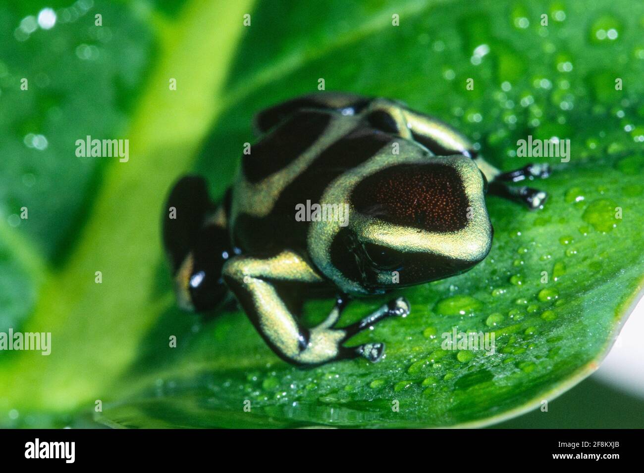 Une grenouille de poison verte et noire, Dendrobates auratus. Cette grenouille est trouvée du Nicaragua à la Colombie. Banque D'Images