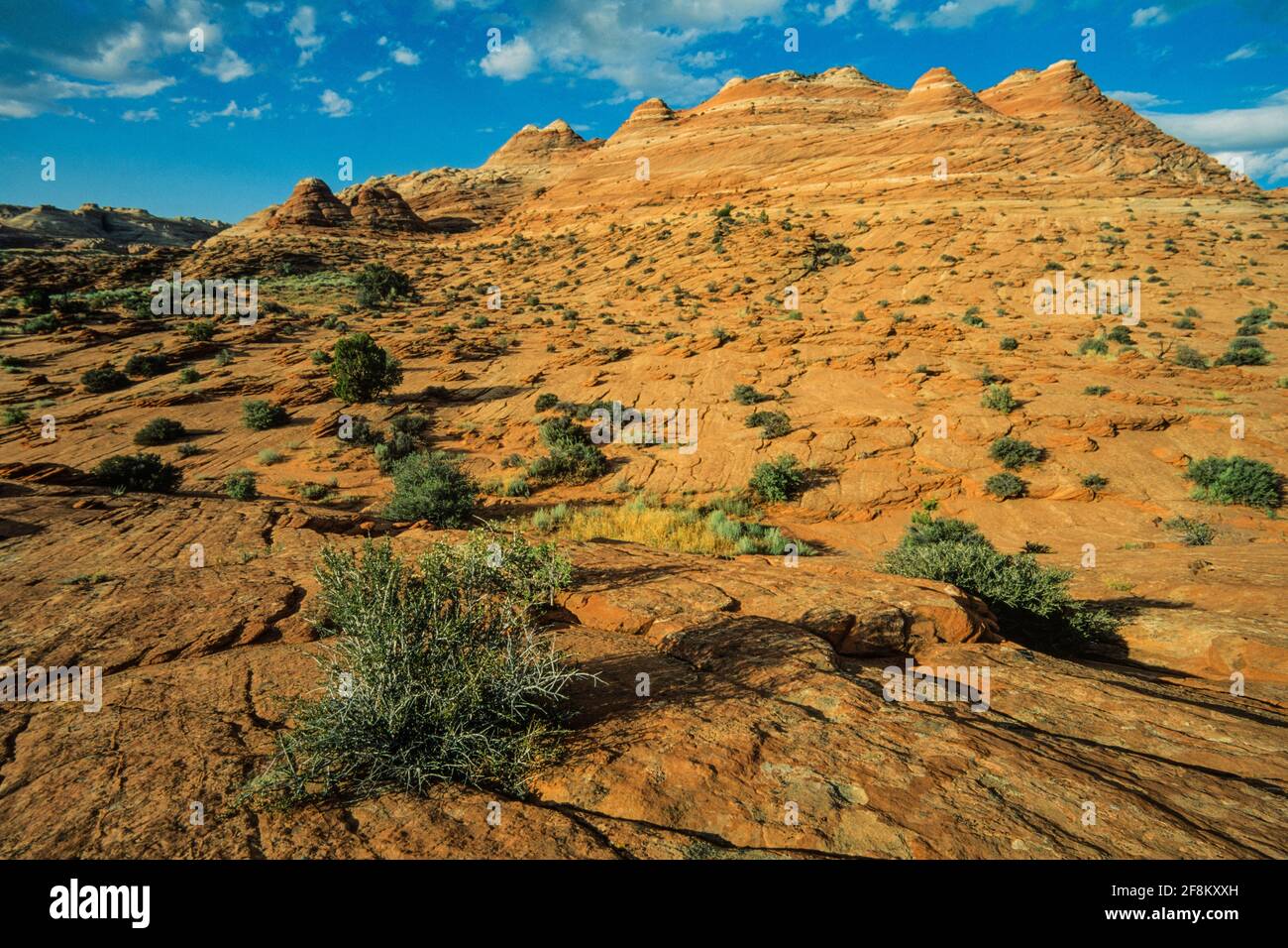 Blackbrush poussant dans les formations de grès Navajo rodées dans les Buttes de Coyote Nord, dans la région sauvage de Paria Canyon-Vermilion Cliffs, dans les falaises de Vermilion Nationa Banque D'Images