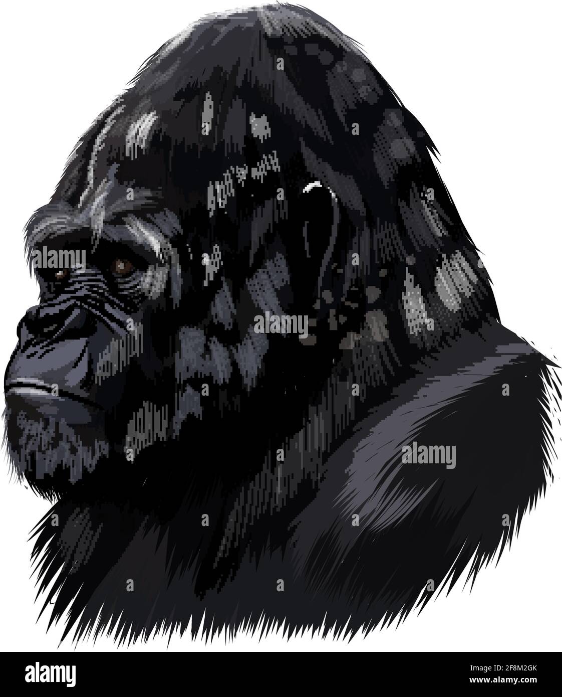 Portrait de tête de Gorilla d'une touche d'aquarelle, dessin coloré, réaliste. Illustration vectorielle des peintures Illustration de Vecteur