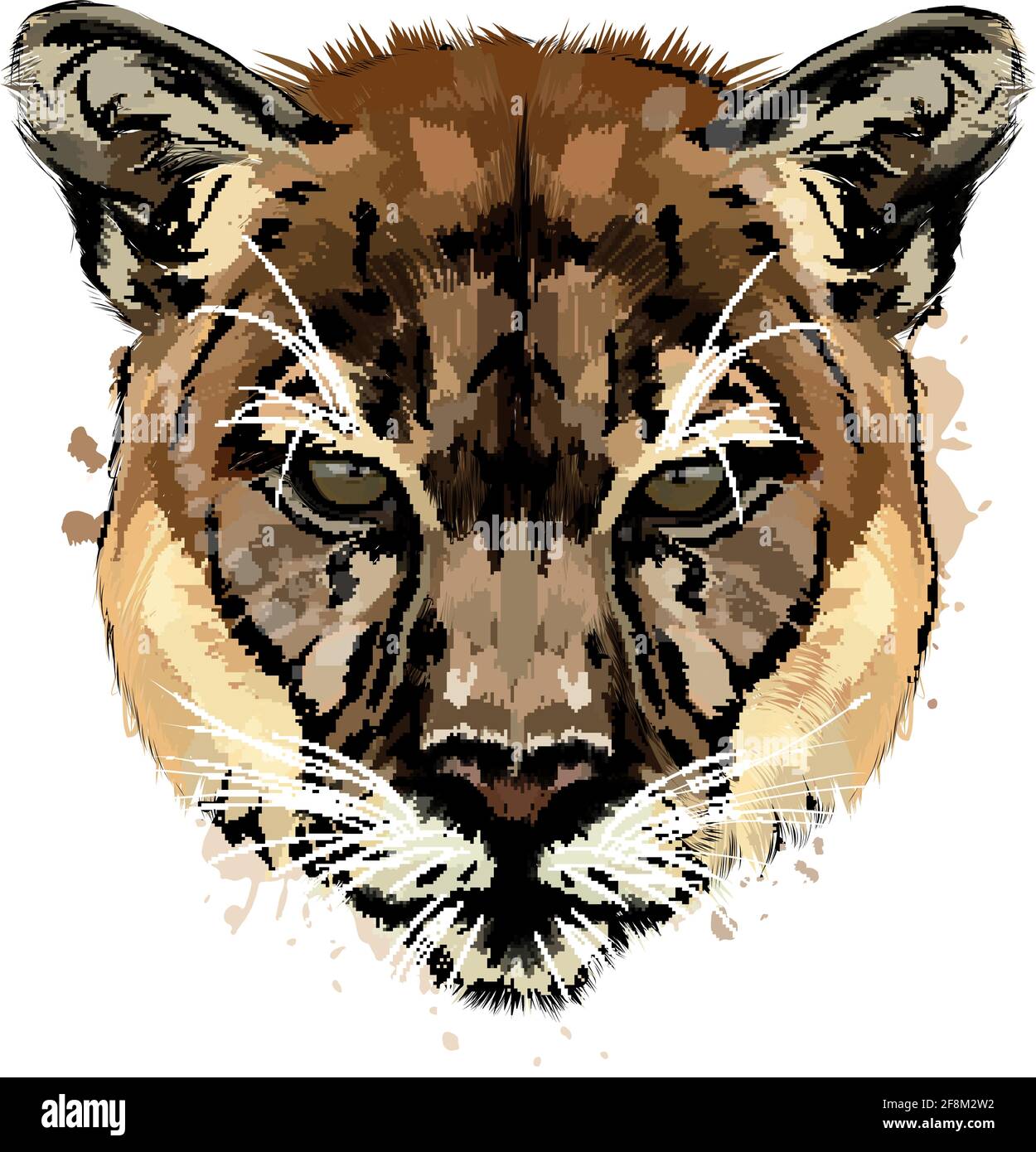 Puma, portrait de tête de couguar d'une éclaboussure d'aquarelle, dessin  coloré, réaliste. Illustration vectorielle des peintures Image Vectorielle  Stock - Alamy