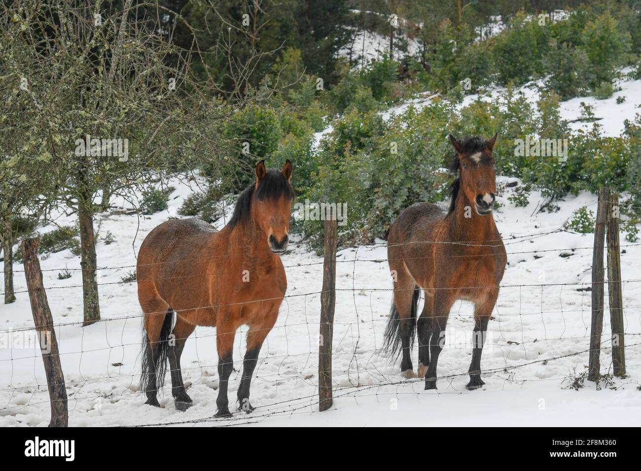 Chevaux dans la neige Banque D'Images