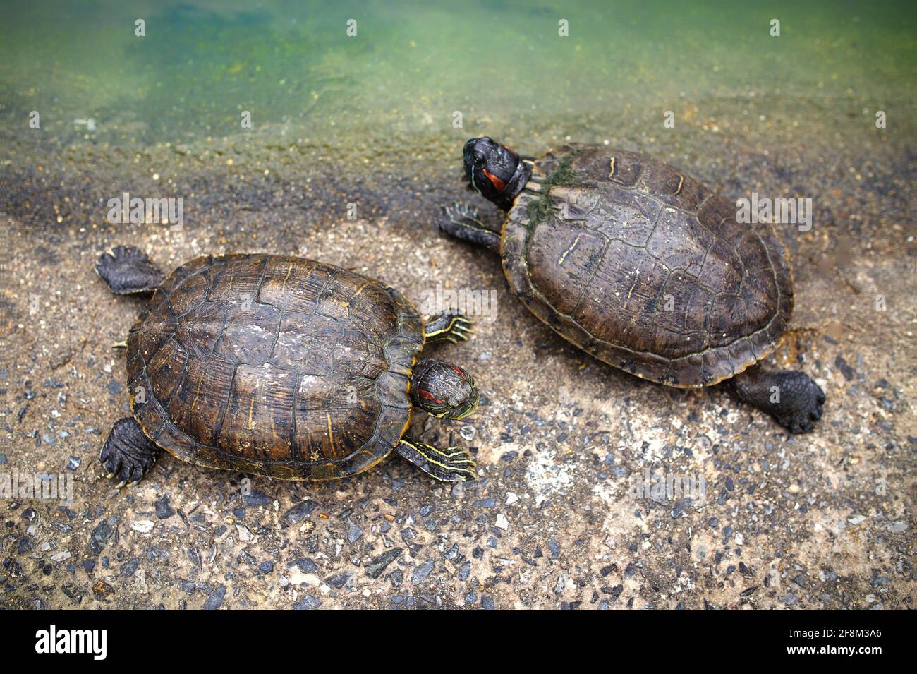 Tortues au bord du lac Banque D'Images
