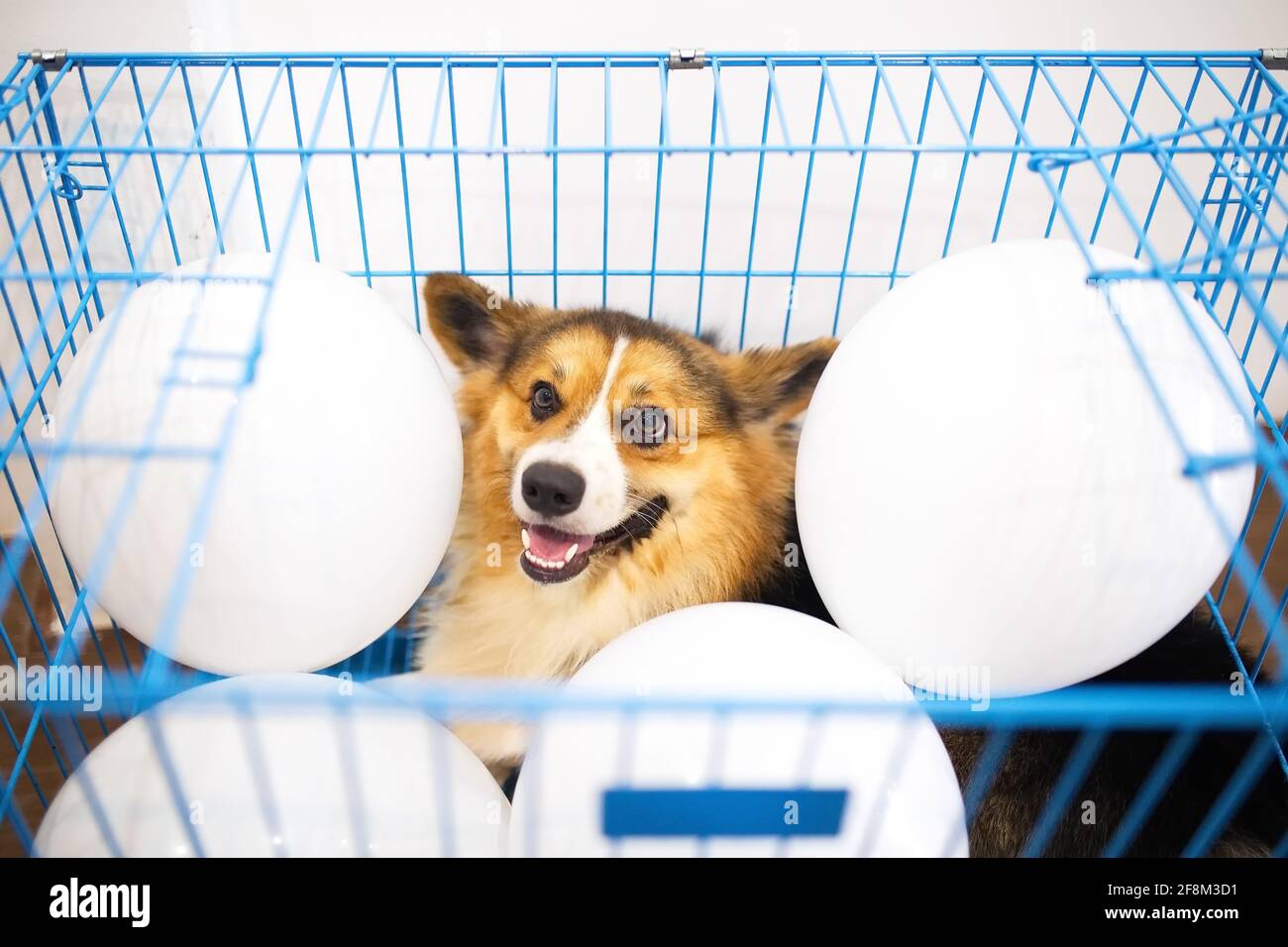 Chien Tricolore Corgi âgé de 1 an dans une cage bleue avec ballons blancs à l'intérieur Banque D'Images