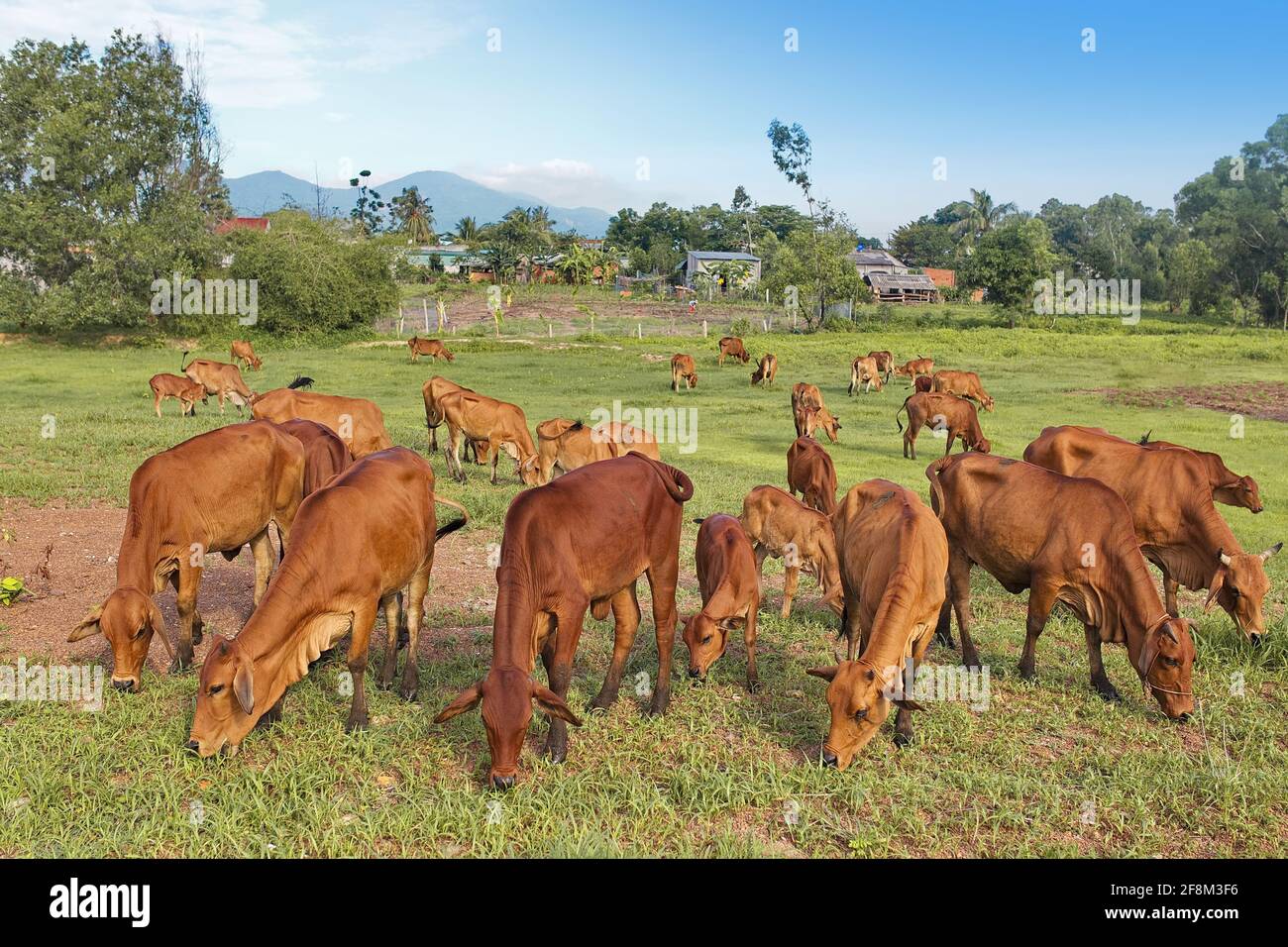 Troupeau de vaches paissant sur un champ rural Banque D'Images