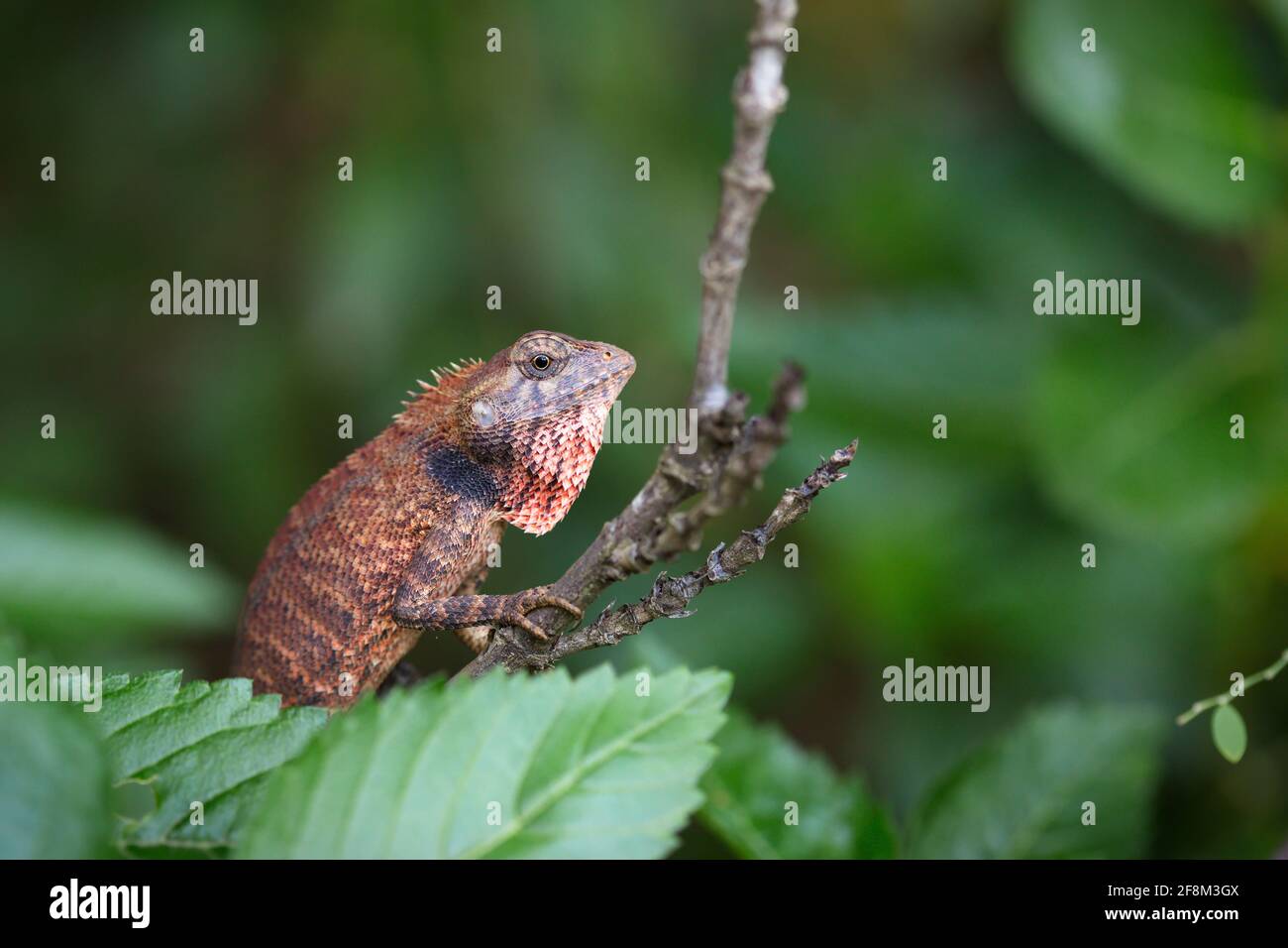 Gecko sur la branche d'arbre séché - gros plan photo Banque D'Images