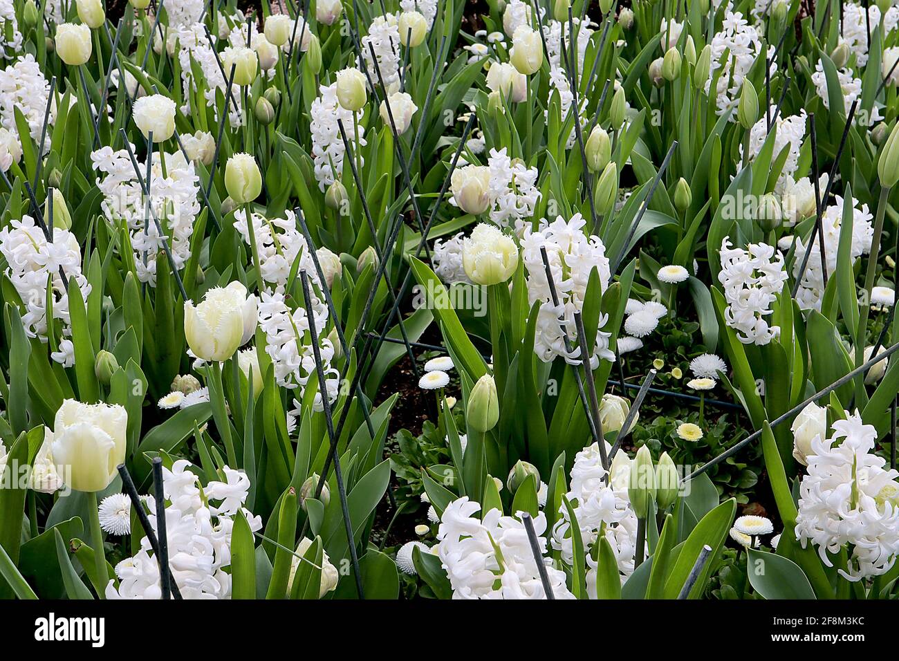 Tulipa / tulipe ‘Lune de miel’ 7 fleurs blanches frangées, vert pâle pâle pâle flush, franges blanches, jacinthus orientalis White Pearl April, Angleterre, Royaume-Uni Banque D'Images