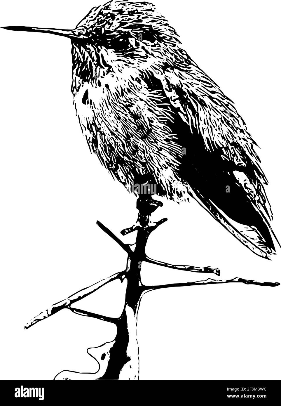 Hummingbird sur une illustration de branche Illustration de Vecteur