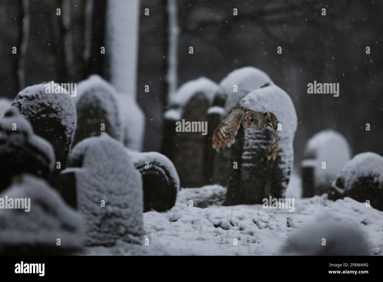 Hibou de Tawny volant dans le vieux cimetière en hiver - Strix aluco Banque D'Images Hibou de Tawny volant dans le vieux cimetière en hiver - Strix aluco Banque D'Images