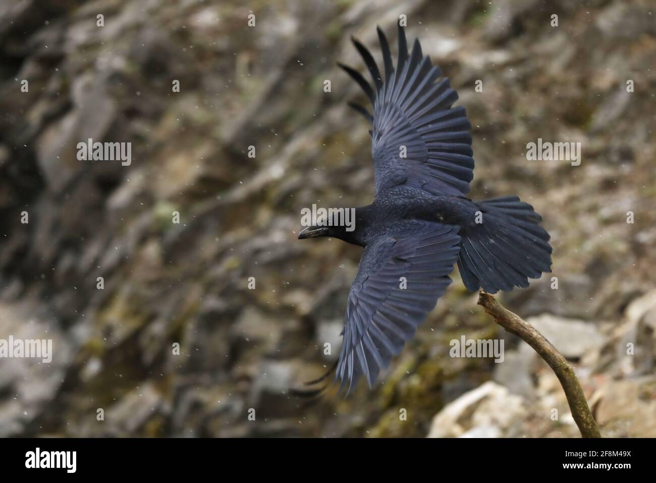 Corbeau commun - Corvus corax également connu sous le nom de corbeau occidental ou de corbeau nord, est un grand oiseau de passereau noir, très intelligent, volant en pierre Banque D'Images