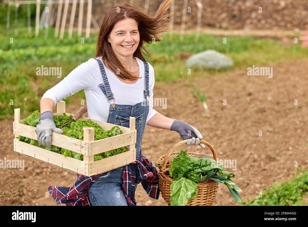 Bonne femme paysanne caucasienne adulte travaillant dans son jardin à la maison Cueillette de laitue biologique - mode de vie de la ferme et nourriture saine Concept - Focus sur le visage Banque D'Images