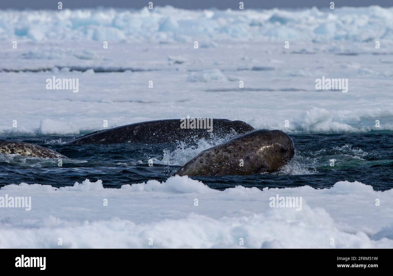 Narval (Monodon monoceros) au large de la banquise de l'arctique canadien, à Admiralty Inlet, île de Baffin, Nunavut, Canada. Todd Mintz Photographie Banque D'Images