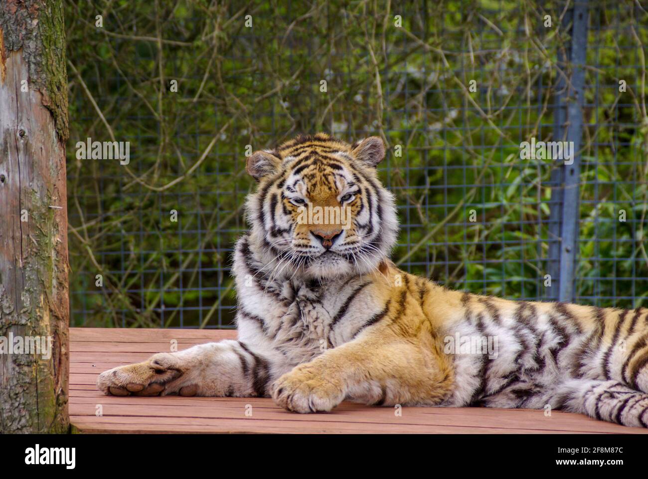 Sumatran Tiger au South Lakes Safari Zoo, anciennement South Lakes Wild Animal Park. En 2013, un tigre mauvait un employé du zoo Banque D'Images