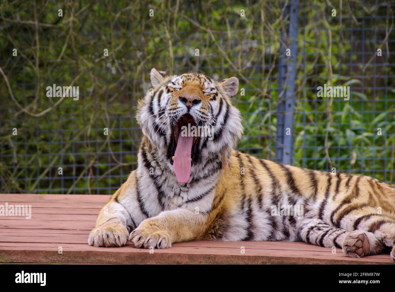 Sumatran Tiger au South Lakes Safari Zoo, anciennement South Lakes Wild Animal Park. En 2013, un tigre mauvait un employé du zoo. Bouche ouverte Banque D'Images