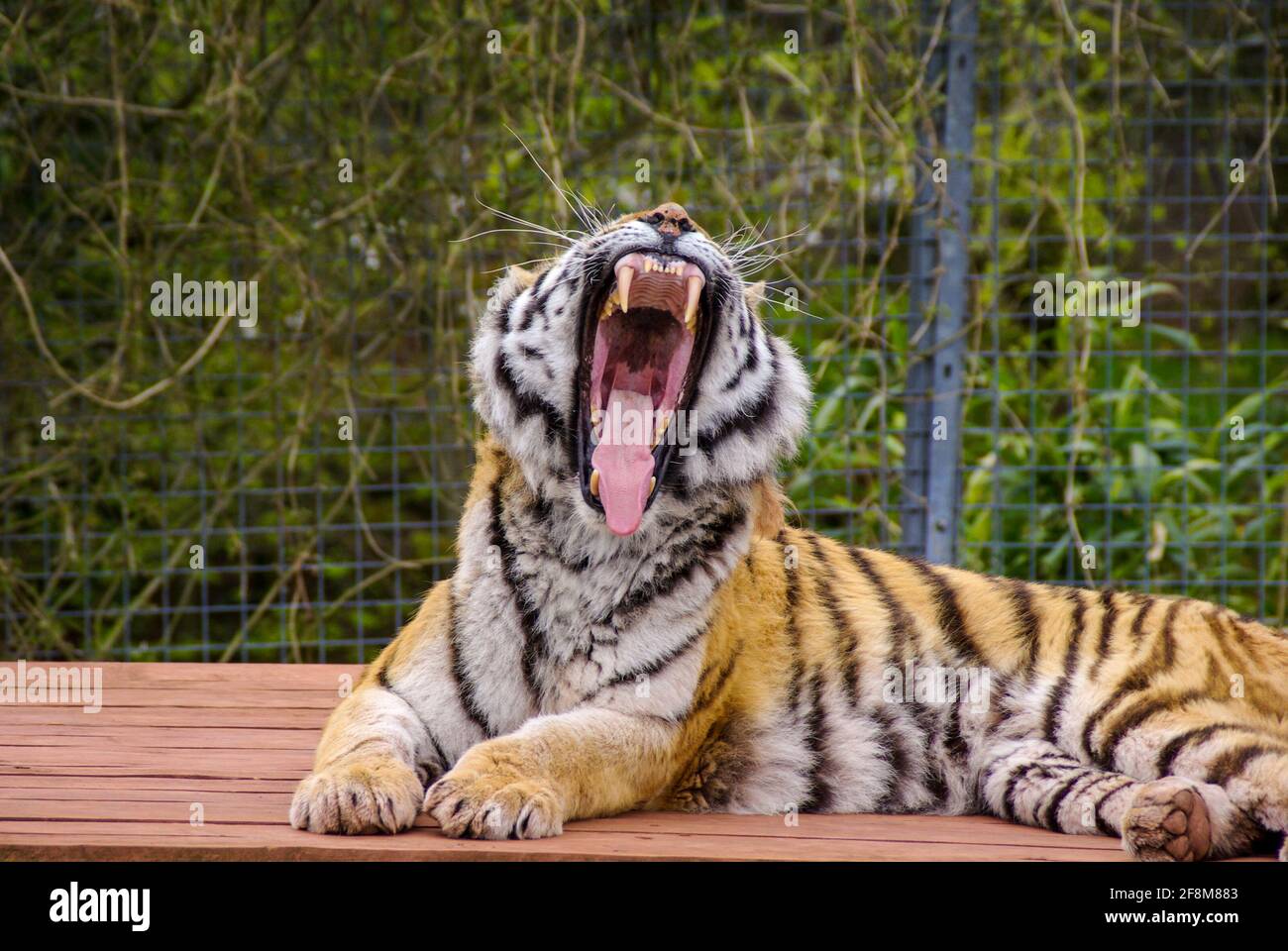 Sumatran Tiger au South Lakes Safari Zoo, anciennement South Lakes Wild Animal Park. En 2013, un tigre mauvait un employé du zoo. Bouche ouverte Banque D'Images