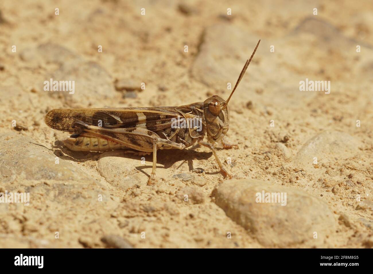 Gros plan d'une grande sauterelle française (Oedaleus decorus) au sol Banque D'Images