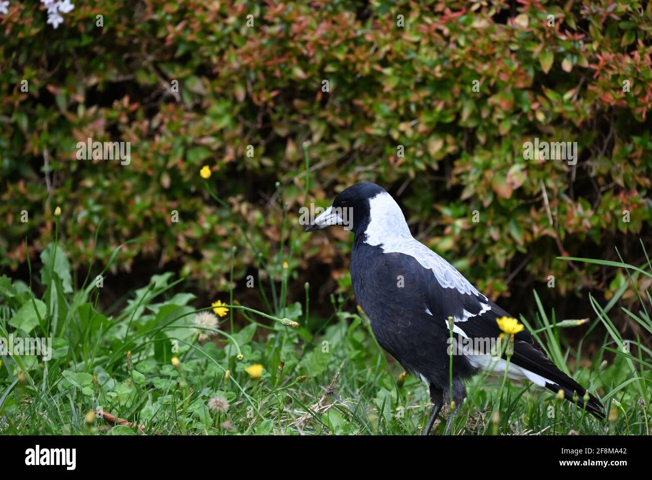 Un Magpie australien à la recherche d'un repas parmi les pissenlits Banque D'Images