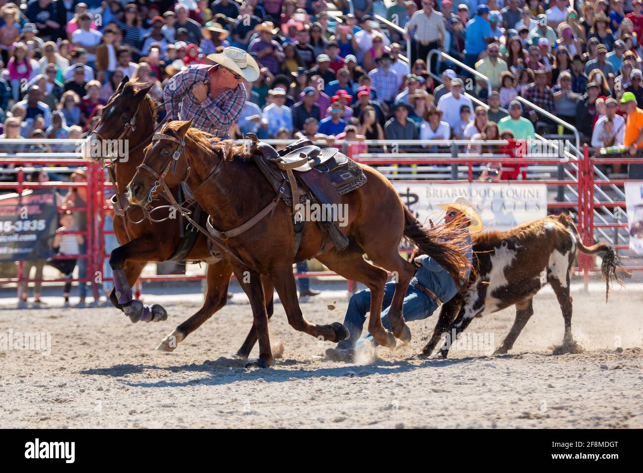 Homestead, Floride/États-Unis - 26 janvier 2020 : rodéo de championnat annuel Homestead, événement sportif unique de l'Ouest. Concours d'équitation Bull à Homestead. Banque D'Images