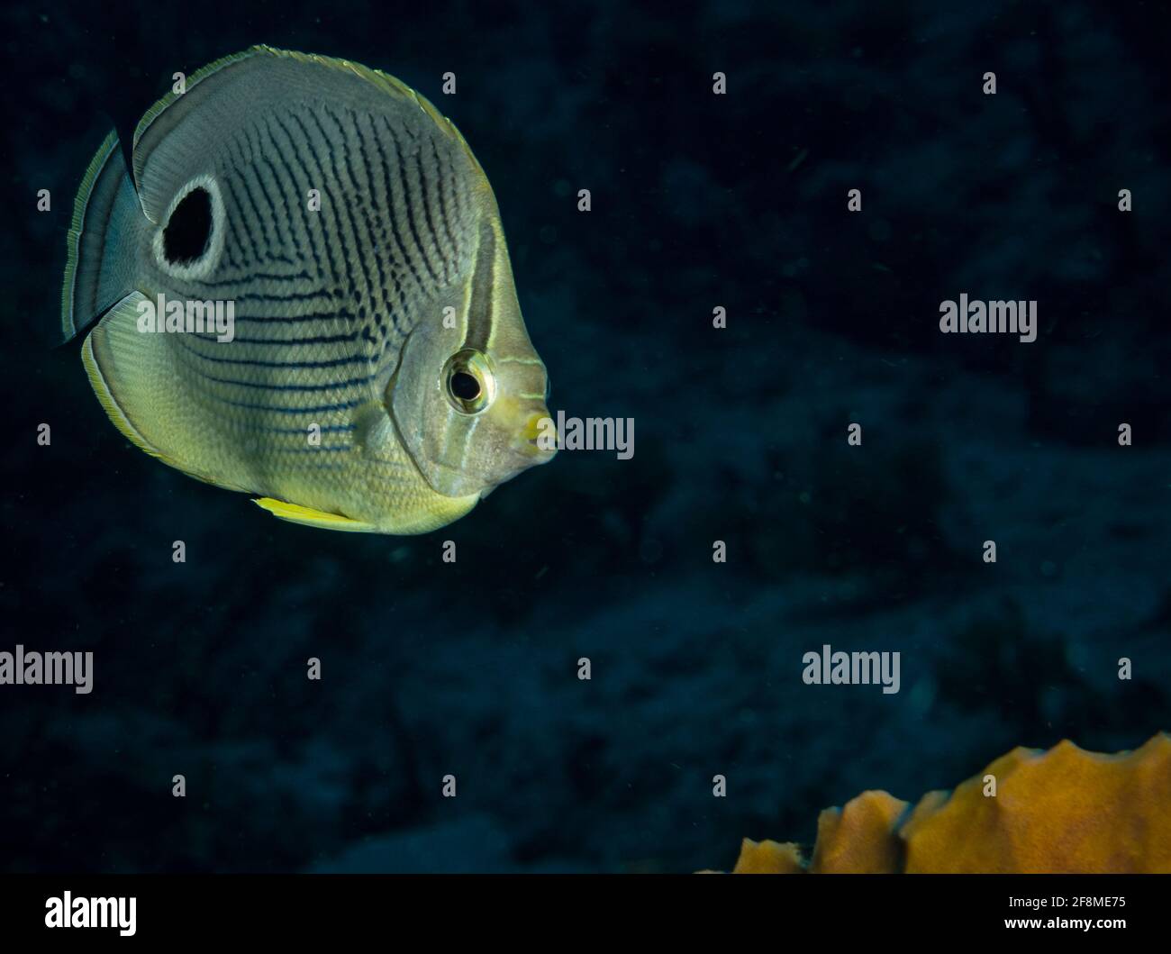 Poisson-beurre Foureye (chaetodon apistratus) Sur le récif au large de l'île hollandaise des Caraïbes de Sint Maarten Banque D'Images