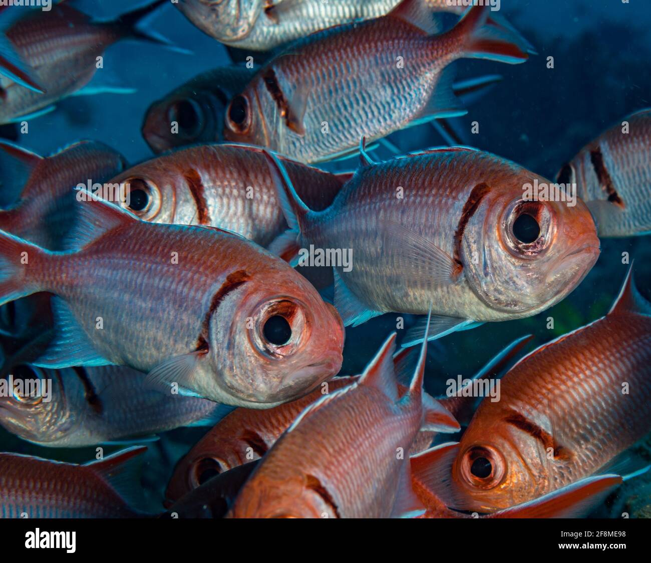 Poisson-soldat de Blackbar (Myripristis jacobus) Sur le récif au large de l'île hollandaise des Caraïbes de Sint Maarten Banque D'Images