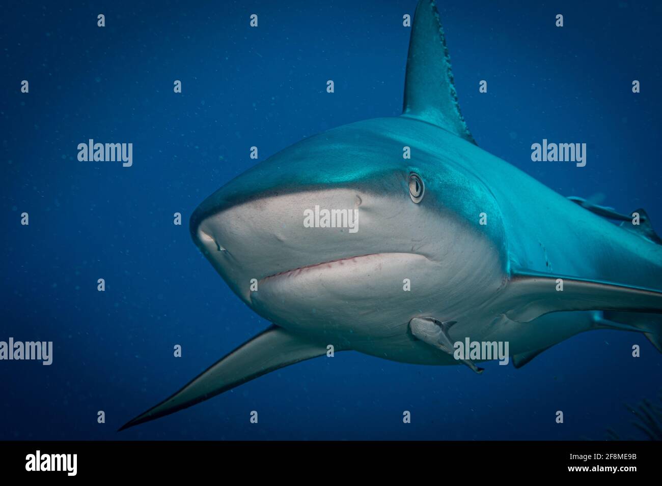 Requin de récif des Caraïbes (Carcharhinus perezi) Au large de l'île des Caraïbes de St Martin Banque D'Images