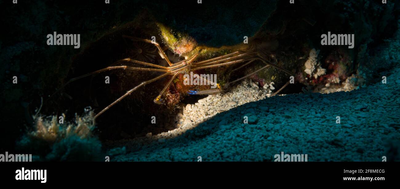 Crabe flèche jaune (Stenorhynchus seticornis) Sur le récif au large de l'île hollandaise des Caraïbes de Sint Maarten Banque D'Images