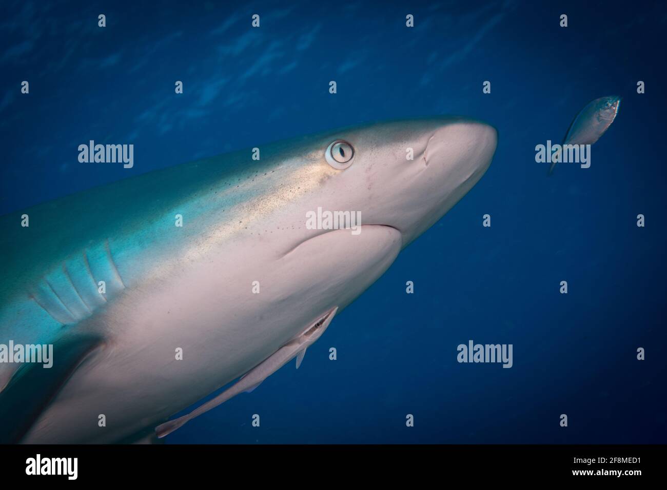 Requin de récif des Caraïbes (Carcharhinus perezi) Au large de l'île des Caraïbes de St Martin Banque D'Images