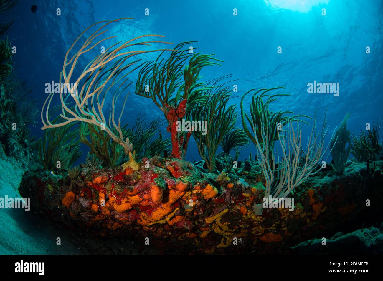 Les couleurs du récif sous l'eau au large de l'île des Caraïbes De Sint Maarten Banque D'Images
