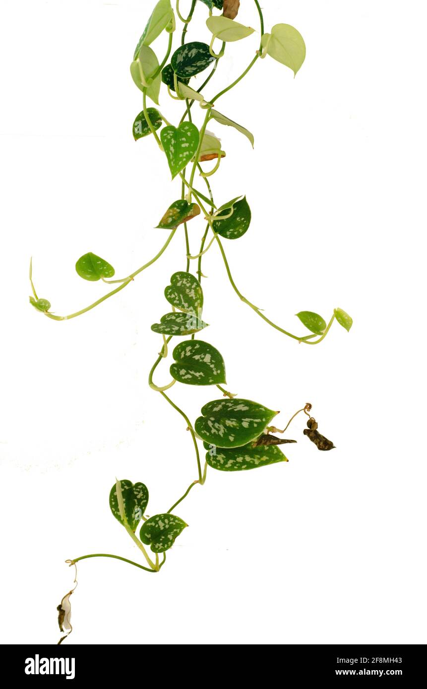 philodendron ou Pothos vigne contre Spiderplant blanc Banque D'Images