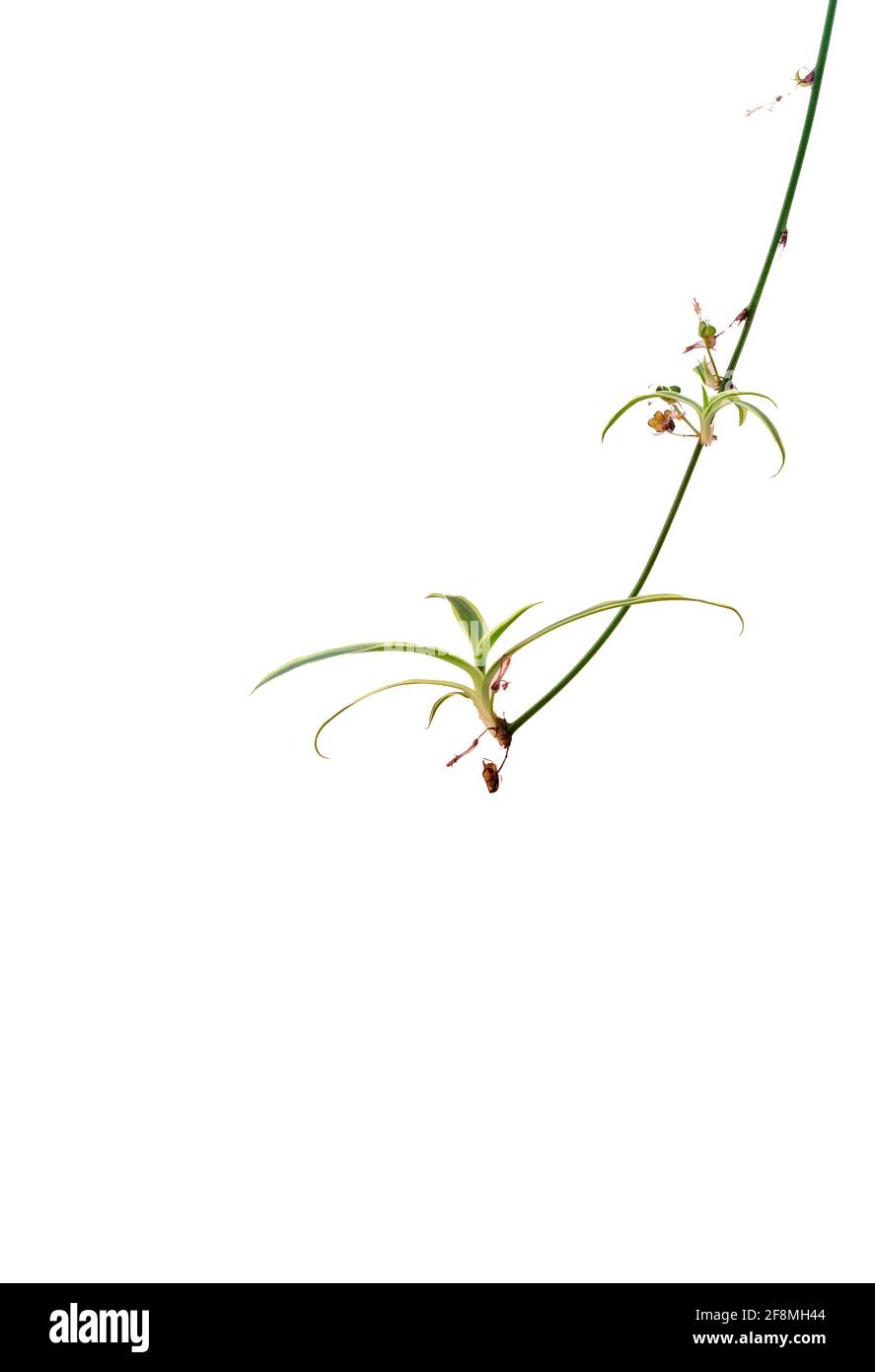 philodendron ou Pothos vigne contre Spiderplant blanc Banque D'Images